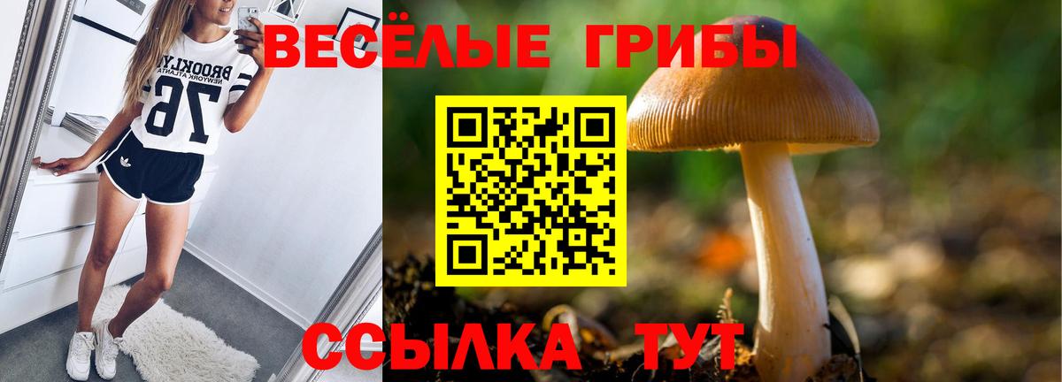 Галлюциногенные грибы Psilocybine cubensis Шелехов